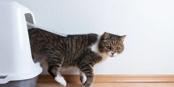 How to Get Rid of Smelly Litter Boxes For Good