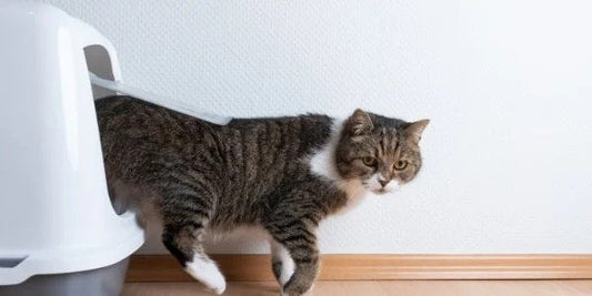 How to Get Rid of Smelly Litter Boxes For Good