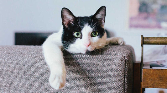 Why Use A Disposable Kitty Litter Box - Easy Guide and Information